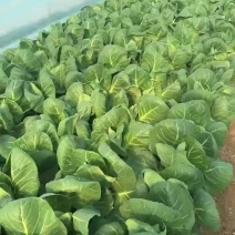 300亩精品大棚甘兰2月20日大量上市