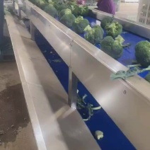 精品西兰花