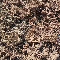 云南新鲜当归，物美价廉，价格优惠，有需要的老板看过来。
