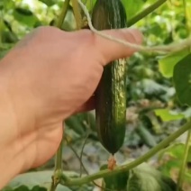 小黄瓜