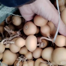 小美国葫芦皮色一级棒