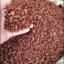 大红袍花椒