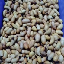 竹笋虫白白胖胖300斤准备出货