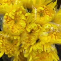 广州菊花全国发货
