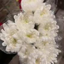 广州菊花全国发货，欢迎合作