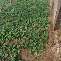 大量大棚菠菜，1000斤起订，30斤一袋，咸阳西安免费配送。
