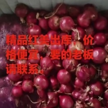 各种洋葱