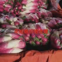 红樱萝卜
