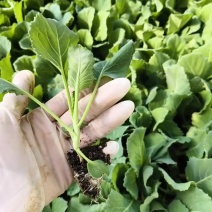 金白菜京丰一号