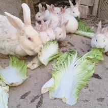 家养兔子