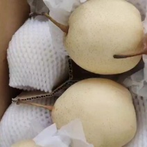 皇冠梨鸭梨大量出货中