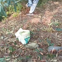 山核桃，土特产
