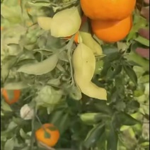 明日见