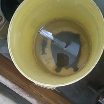 微山湖甲鱼