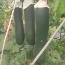 黑皮冬瓜