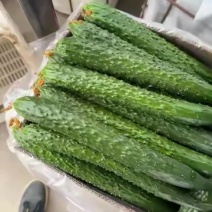黄瓜量大低价上车