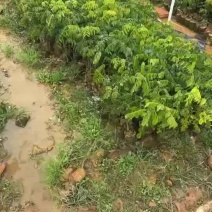 格木树苗，20-100厘米高