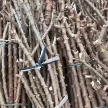 华南9号黄心木薯种苗本地龙头有需要可以联系