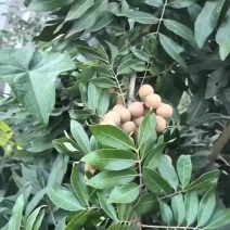 熱帶農產品水果系列