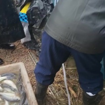 8两上鲈鱼，头鱼1.5斤