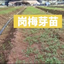 岗梅芽苗
