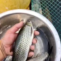 出售赤眼鳟，**