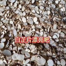 白芷片基地直发量大从优保质保量常年大货
