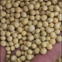 黑龙江非转基因笨榨豆油