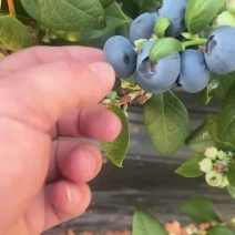 丹东L25花香蓝莓