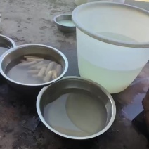 建水糯米藕加工，批发零售