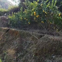 香水柠檬，无籽