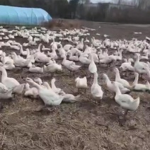 肉白鹅