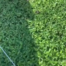 沉香苗