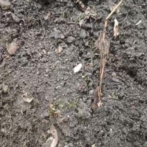 贵州虫草