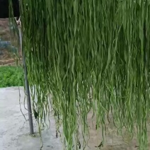 精品贡菜