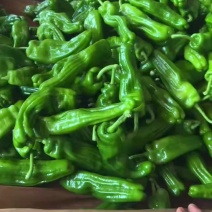 广东鲜辣椒，芜湖椒，薄皮椒，产地直发，保质保量。一手货源