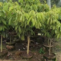 荔枝果树苗冰荔桂味先进凤妃子笑糯米糍