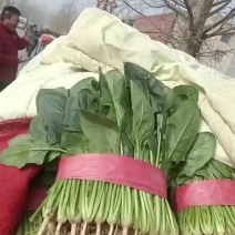 滑县精品菠菜产地直销全国可发