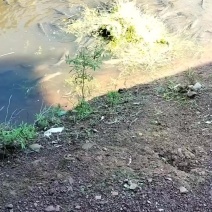 纯草喂养走水草鱼2～5斤，水库水之源保护另有用途全部清塘