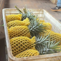金砖凤梨一件代发，日发2万斤➕能力欢迎商超，电商老板砸单