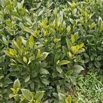 药栀子苗