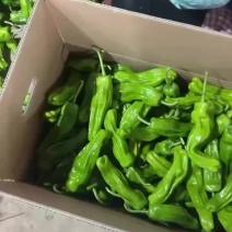 海南芜湖椒高品质通货
