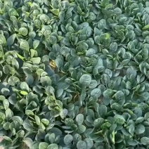 黑木耳趴地菠菜