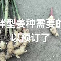 生姜