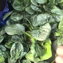 南通启东精品趴地黑圆叶小菠菜【高度10-12厘米】