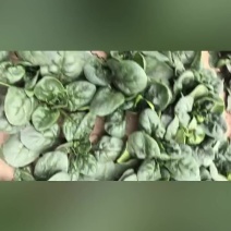 精品黑叶小圆菠菜10-12厘米实力商家可开增值税发票