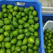 香水柠檬保持每天出货