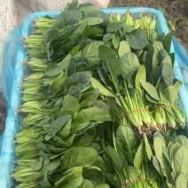精品波菜大量供应