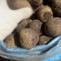 现货甜菜根小果随时装车！！！