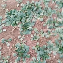 河南爬地菠菜